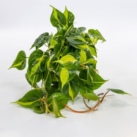 Philodendron scandens "Brazil"