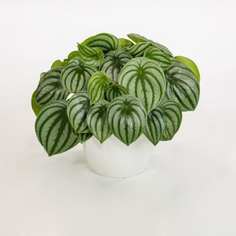 Peperomia "Watermelon"