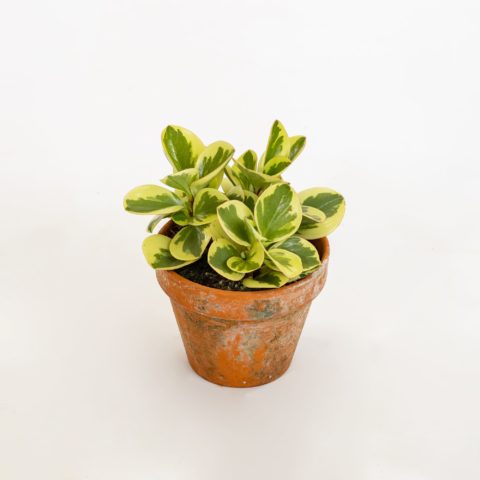 Peperomia obtusifolia "Obtipan Bicolor"