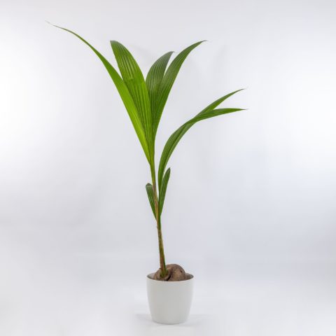 Cocos nucifera