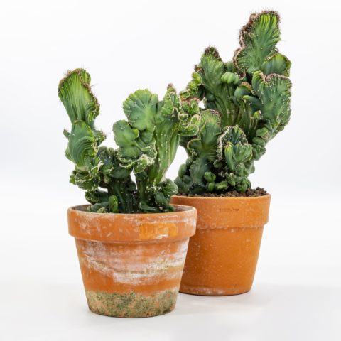 Cereus peruvianus var. coral f. crestata