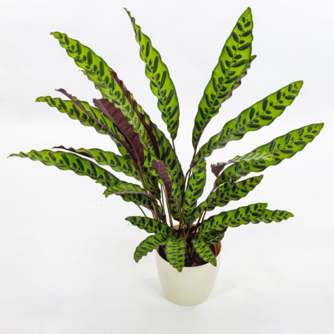 Calathea lancifolia