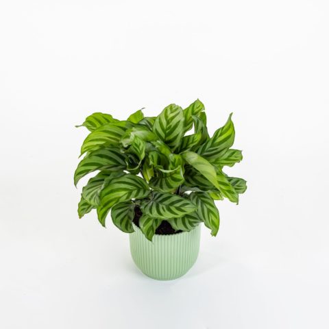 Calathea "Freddie"