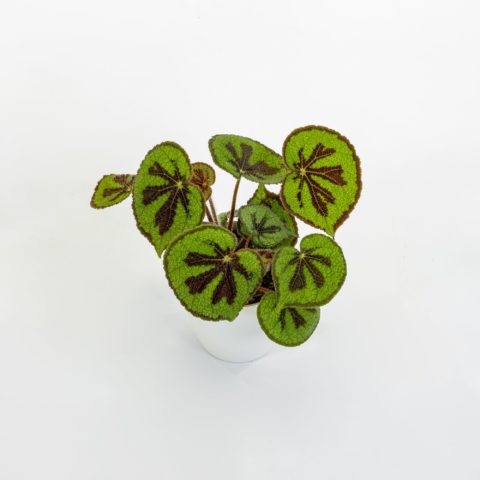 Begonia masoniana "Variegata"