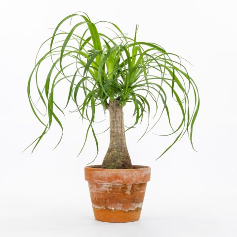 Beaucarnea recurvata
