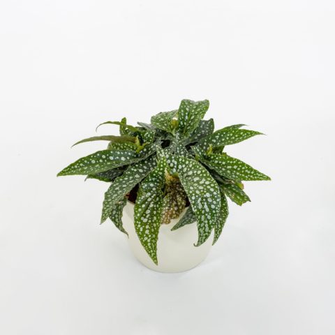 Begonia bambusiforme "White Ice"