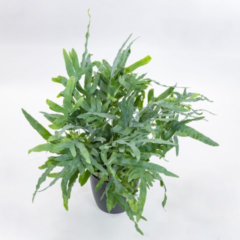 Phlebodium aureum "Blue Star"