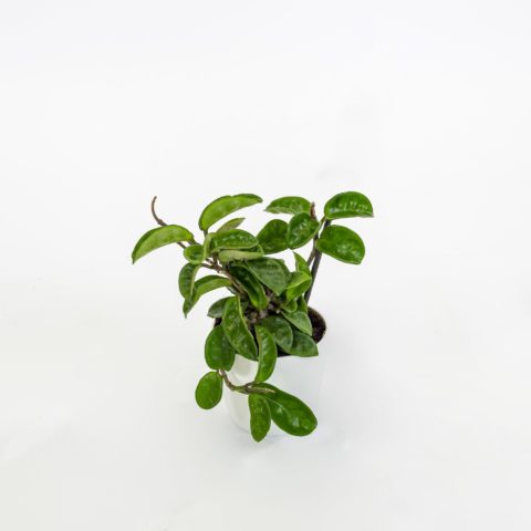 Hoya carnosa "Krinkle"