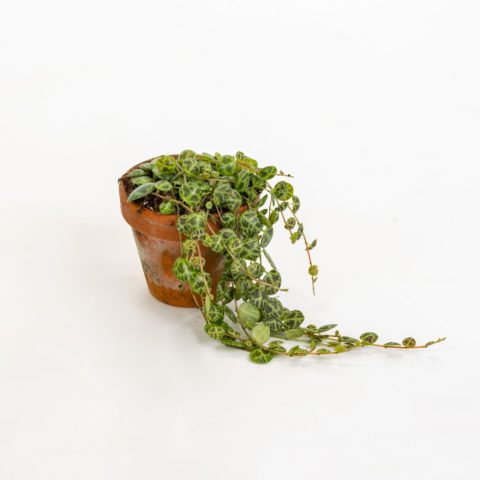Peperomia prostrata Baby Plant