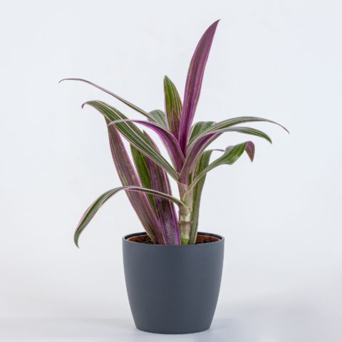 Tradescantia spathacea "Sitara Purple Flame"