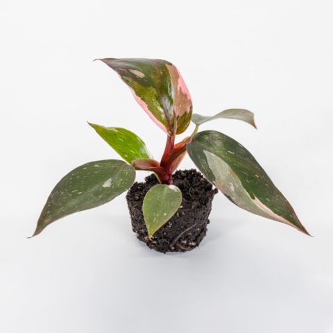 Philodendron "Pink Princess" Baby Plant