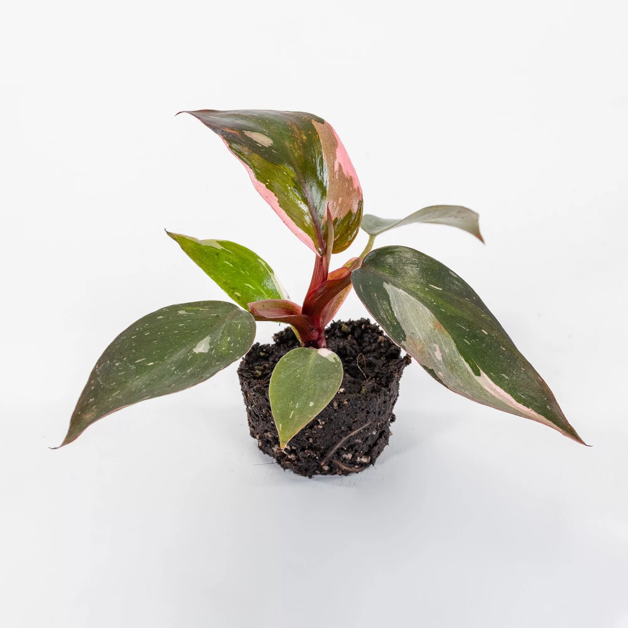 Philodendron "Pink Princess" Baby Plant