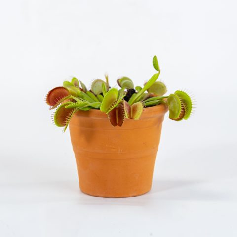 Dionaea muscipula