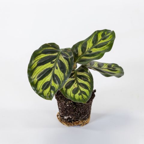 Calathea makoyana Baby Plant
