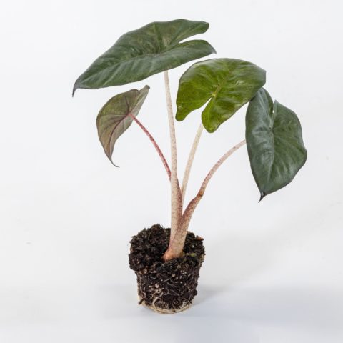 Alocasia "Yucatan Princess" Baby Plant