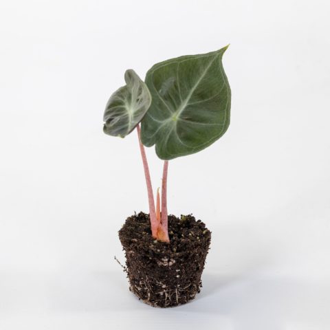 Alocasia "Pink Dragon" Baby Plant