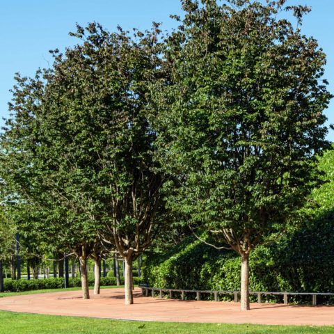Parrotia persica "Vanessa"