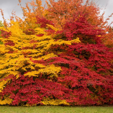Parrotia persica
