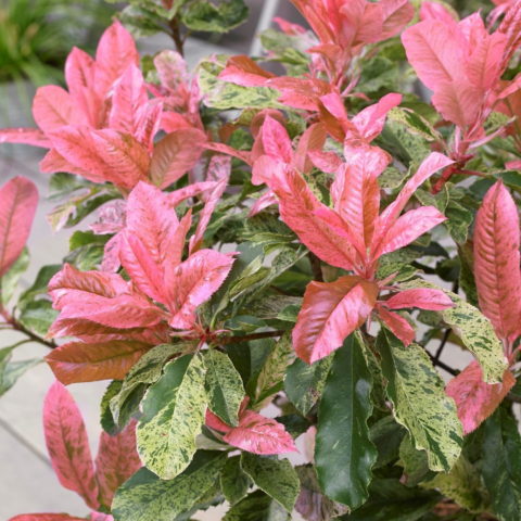 Photinia serratifolia "Pink Crispy"