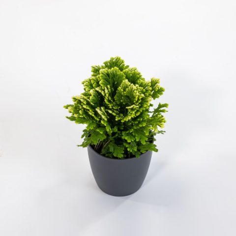 Selaginella martensii "Jori"