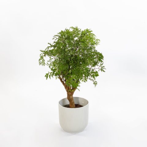 Polyscias fruticosa "Hawaiian"