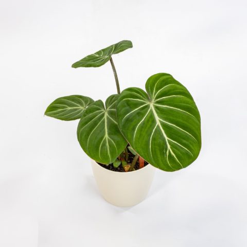 Philodendron gloriosum