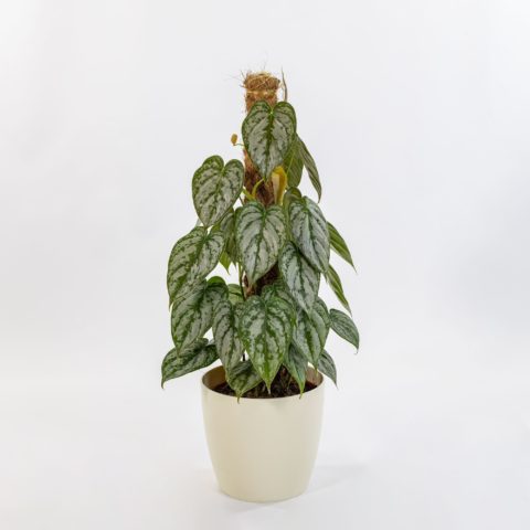 Philodendron brandtianum