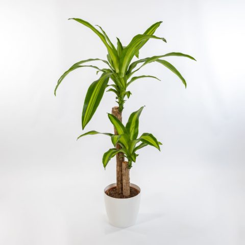 Dracaena fragrans "Massangeana"