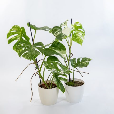 Monstera deliciosa "Albo Variegata"