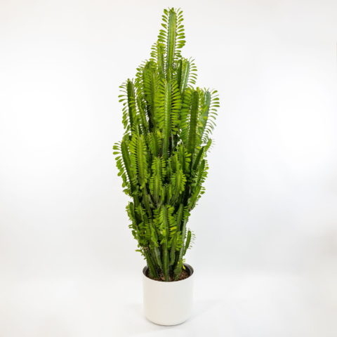 Euphorbia trigona