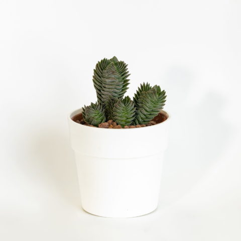 Crassula "Buddha's Temple"