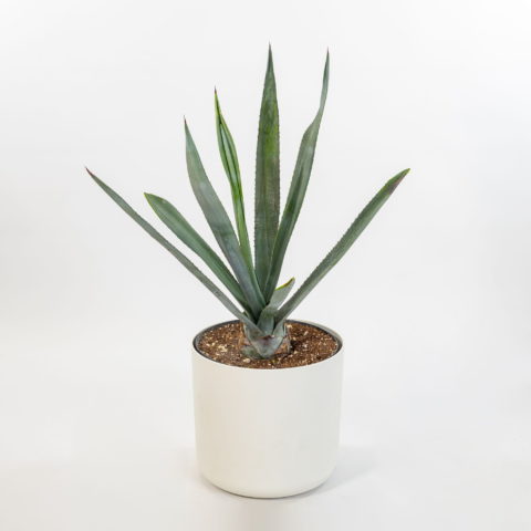 Agave tequilana "Weber Azul"