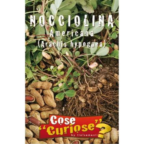 Arachis hypogaea (Semente)