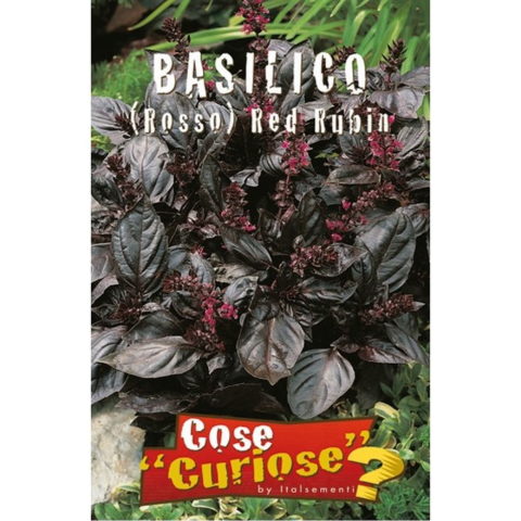 Basilico rosso (Semente)