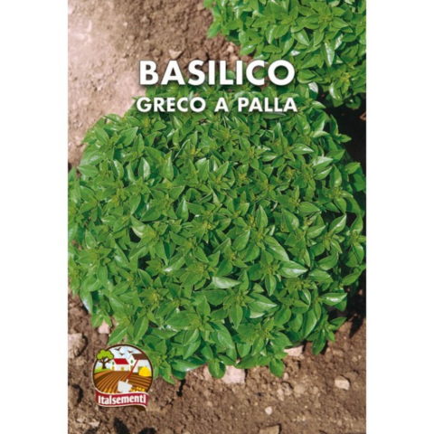 Basilico greco a palla (Semente)
