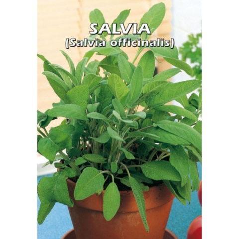 Salvia (Semente)