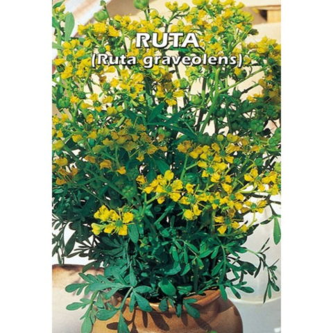 Ruta graveolens (Semente)