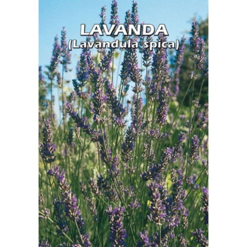 Lavandula angustifolia (Semente)