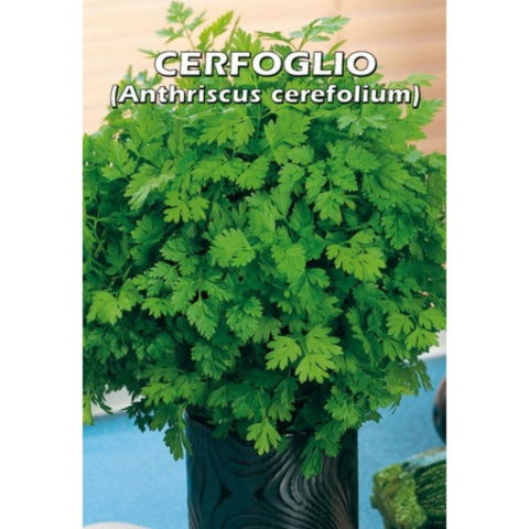Cerfoglio (Semente)