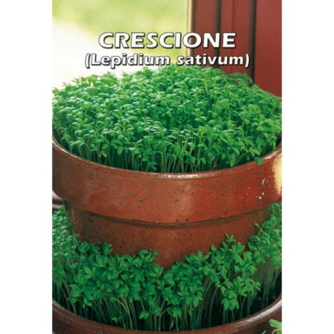 Crescione comune (Semente)