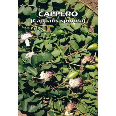 Capparis spinosa (Semente)