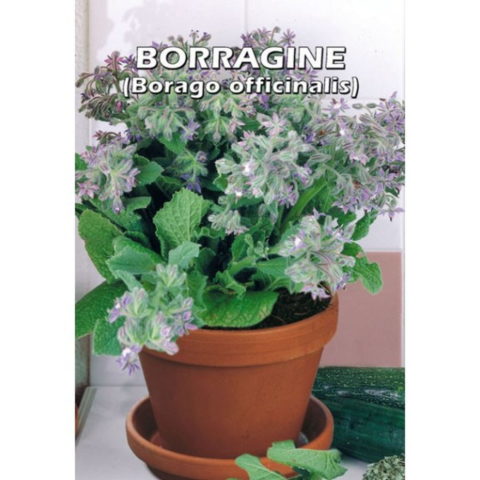 Borragine (Semente)
