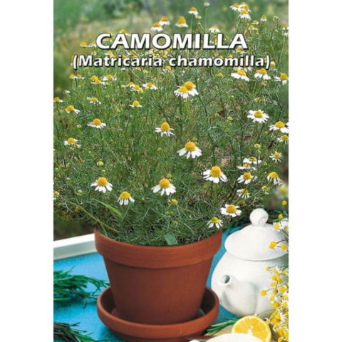 Camomilla (Semente)