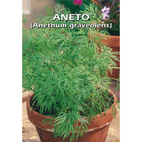Aneto (Semente)