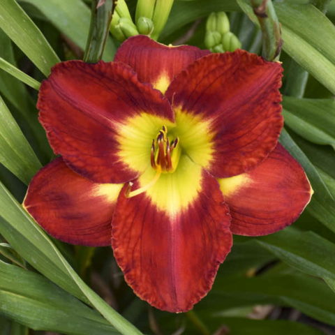 Hemerocallis "Clarion Red"