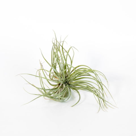 Tillandsia "Silver"
