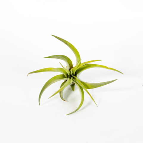 Tillandsia capitata "Peach"
