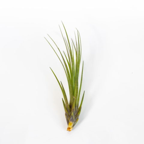 Tillandsia tricolor var. melanocrater