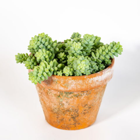 Sedum burrito