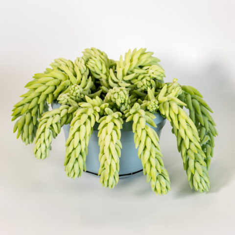 Sedum morganianum